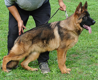 LOTHAR DI CASA BEGGIATO