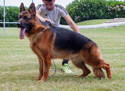 NICO DI CASA FIORENTINO