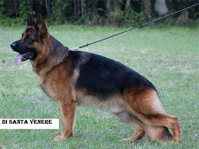 Tom di Santa Venere
