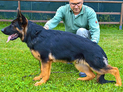 ZLATAN  DI CASA BEGGIATO